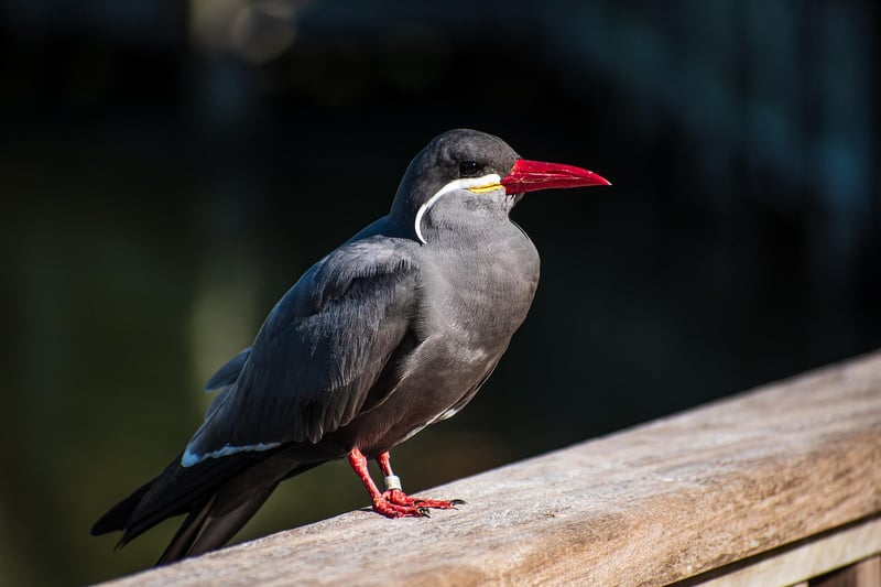 Colorful Bird